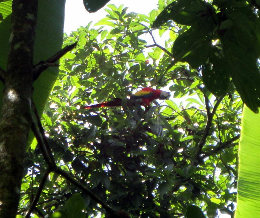 Cabinas Tropicales Puerto Jiménez المظهر الخارجي الصورة